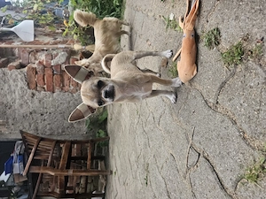 Letzte Chance! Wunderschöne, reinrassige Chihuahua-Welpen (5 Monate alt) suchen ihre Herzensmenschen