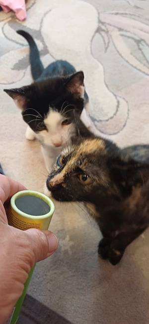 Zwei süße Katzenkinder suchen ein liebevolles Zuhause    Bild 3