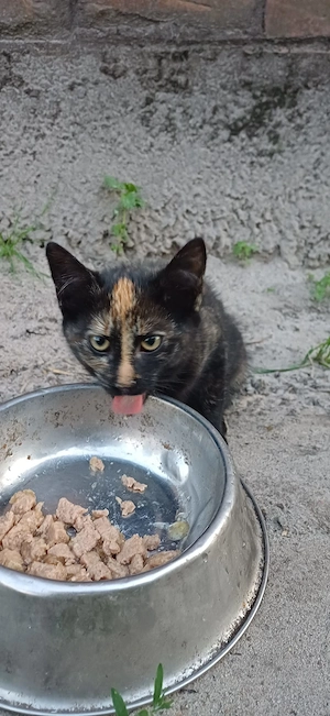 Zwei süße Katzenkinder suchen ein liebevolles Zuhause    Bild 7