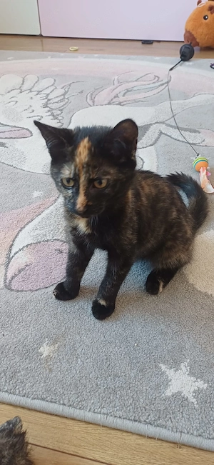 Zwei süße Katzenkinder suchen ein liebevolles Zuhause    Bild 4