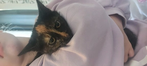 Zwei süße Katzenkinder suchen ein liebevolles Zuhause    Bild 5