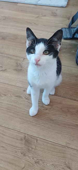 Zwei süße Katzenkinder suchen ein liebevolles Zuhause   