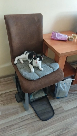 Zwei süße Katzenkinder suchen ein liebevolles Zuhause    Bild 6