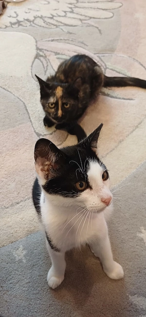 Zwei süße Katzenkinder suchen ein liebevolles Zuhause    Bild 2