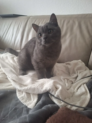 Britisch Kurzhaar Kater BKH 6 Monate 