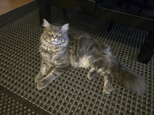 Sanfter Riese sucht Herzensmenschen: Traumhafter Maine Coon Kater (14 Monate)   