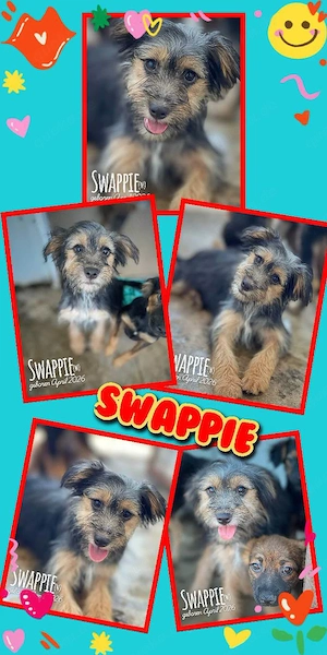 wunderschönes, liebes, menschenbezogenes Welpenmädchen "Swappie" sucht ein Zuhause