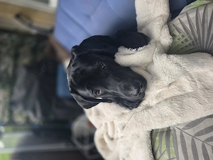 Labrador Rüde Junghund  Bild 2