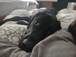 Labrador Rüde Junghund 