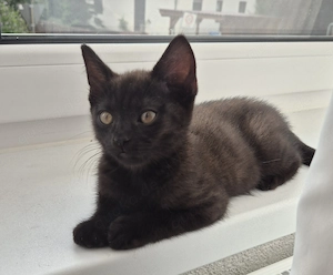 Liebevolle BKH-Mix-Kitten suchen ihr Für-immer-Zuhause Bild 5
