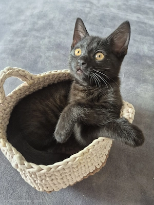 Liebevolle BKH-Mix-Kitten suchen ihr Für-immer-Zuhause Bild 6