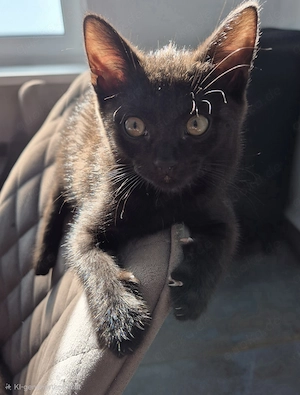 Liebevolle BKH-Mix-Kitten suchen ihr Für-immer-Zuhause Bild 8