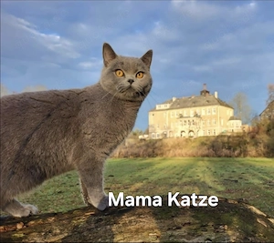 Liebevolle BKH-Mix-Kitten suchen ihr Für-immer-Zuhause Bild 9