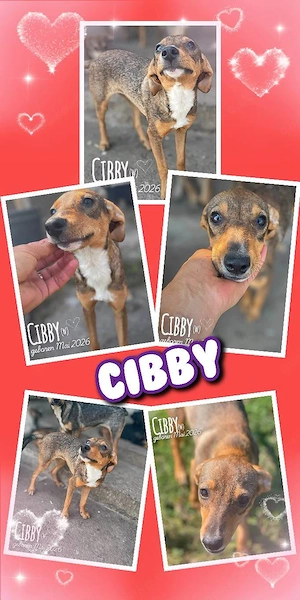 fröhliches, menschenbezogenes, liebes Welpenmädchen "Cibby" sucht ein liebevolles Zuhause