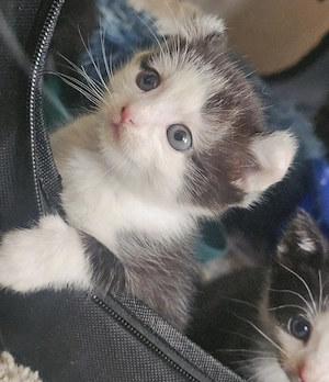 Kitten suchen ein Zuhause 