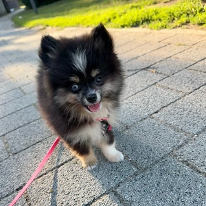 Bildhübsche Pomsky's