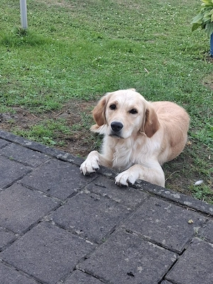 Golden Retriever Hündin 2,5 Jahre 