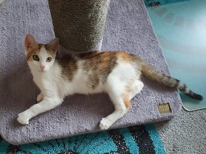 Katzenkind sucht interessantes Zuhause