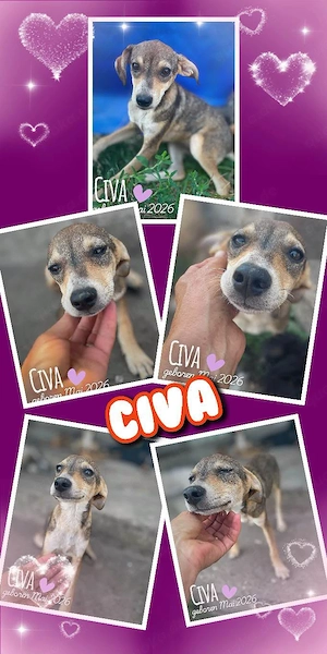 liebes, menschenbezogenes, fröhliches Welpenmädchen "Civa" sucht ein Zuhause