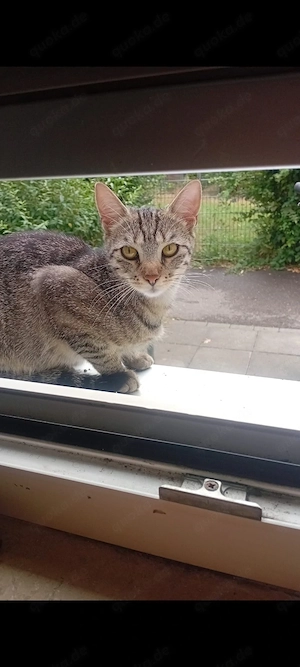 Katze zu verkaufen 
