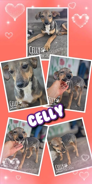 liebes, fröhliches, menschenbezogenes Welpenmädchen "Celly" sucht ein Zuhause
