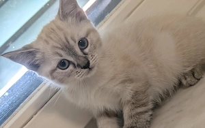 Kitten Mix zum verlieben 