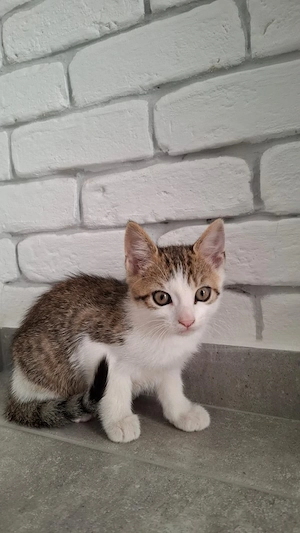 Verspielter und liebevoller kleiner Baby Kater sucht neues zu Hause 