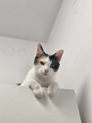 katzen baby baby