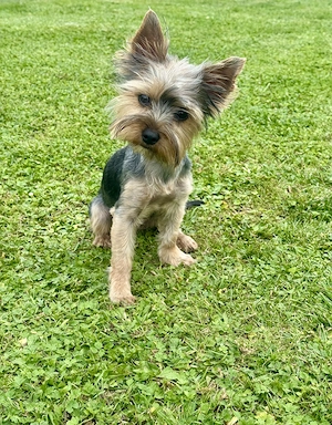 Yorkshire Terrier Hündin 
