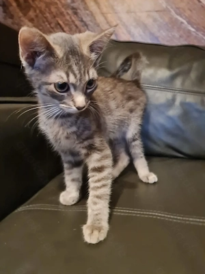 EKH Kitten