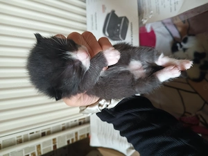 Katzenbabys kittenbabys
