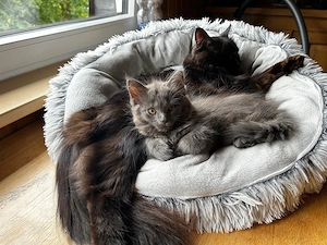 Maine-Coon x Sybirische Waldkatzen mix Kinder dürfen ausziehen