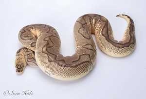 Königspython Männchenn Pastel Enchi Clown 