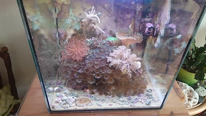 Salzwasser Aquarium 60 L komplett mit Technik