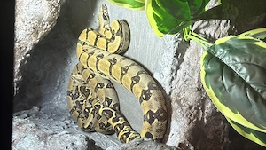 1.1 Boa longicauda High Yellow Russo Line NZ 2025