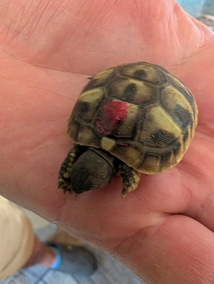 Griechische Landschildkröten NZ