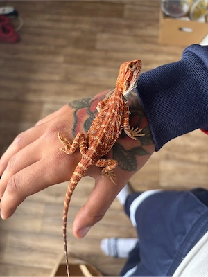 Bartagame 0.1 (Orange Hypo Blue Tiger)