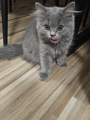 ABHOLBEREIT wunderschöne reinrassige Britisch Kurzhaar (BKH) Kitten suchen ein liebevolles Zuhause