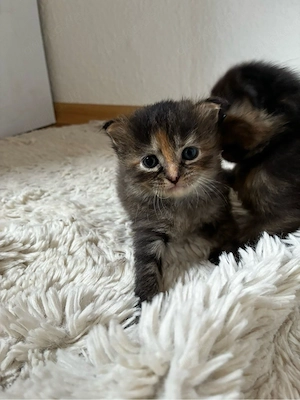 kitten suchen zuhause 