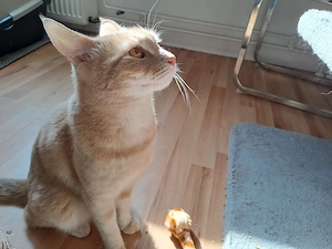 Norwegischer Waldkatzen Mix Kater kastriert beige creme Bild 3
