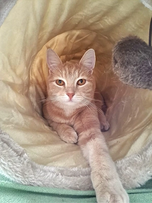 Norwegischer Waldkatzen Mix Kater kastriert beige creme