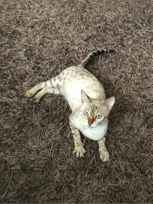 Liebe Bengalkatze mit Stammbaum sucht ein neues Zuhause   