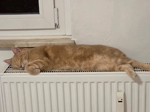 Norwegischer Waldkatzen Mix Kater kastriert beige creme Bild 2