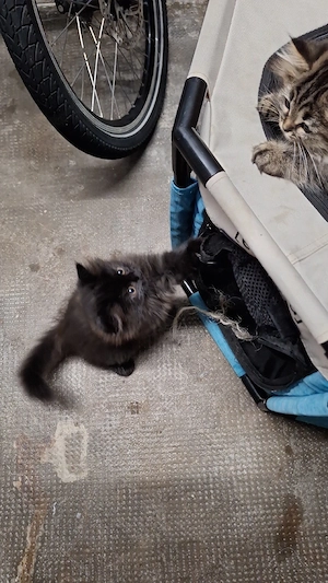 4x Perser Mix Kitten - super flauschig - 1 Kater & 3 Katzen - 77830 Bühlertal