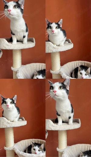 Zwei kater kasstriert
