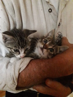 Süße Katzenbabys suchen DRINGEND neues Zuhause