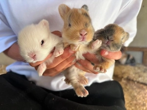 kaninchen baby 