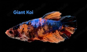 Giant Koi Kampffisch Männchen Betta splendens Halfmoon Multicolor 