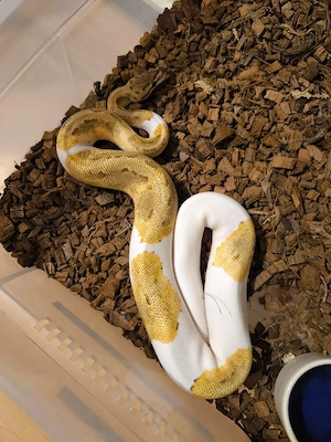 Pinstripe Fire Piebald