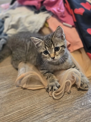 Britisch-Kurzhaar-Kitten 